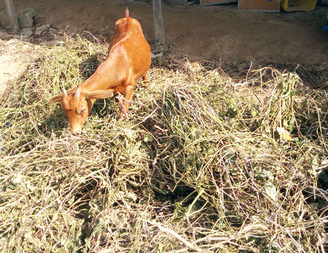 Affordable goat feeds ground haulms