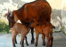 20 Hacks for Successful Goat Farming: Practical Tips Every Farmer Should Know