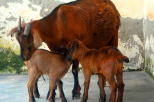 20 Hacks for Successful Goat Farming: Practical Tips Every Farmer Should Know
