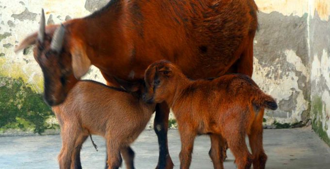 good kiddling and quality colostrum is a recipe for a successful goat farming