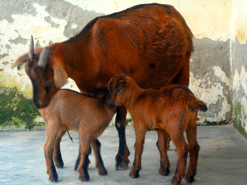 good kiddling and quality colostrum is a recipe for a successful goat farming