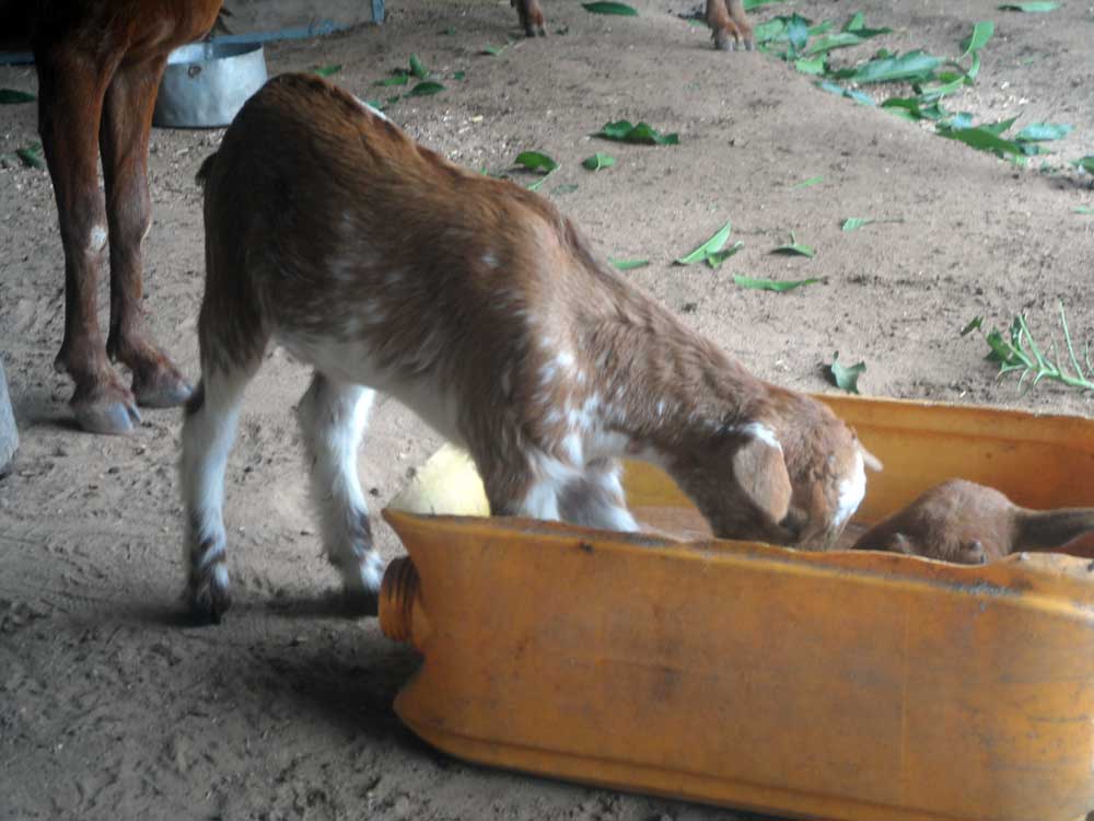 for a successful goat farming