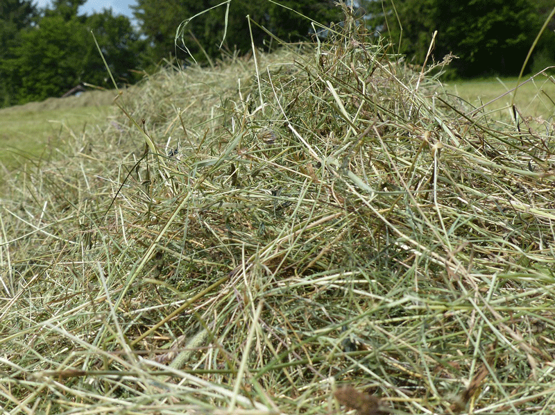 Affordable goat feeds hay