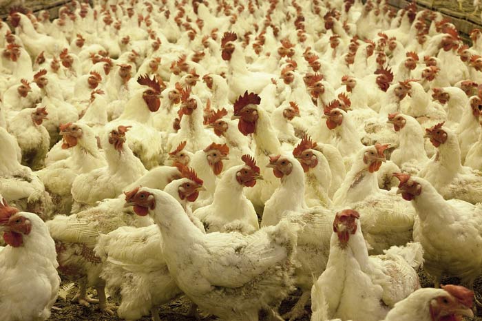 overgrowding and heat:heat stress:broiler growth problems