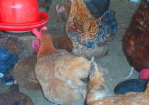 Why Your Noilers Are Eating More but Growing Slowly: 7 Feeding Mistakes Farmers Make