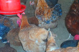 Why Your Noilers Are Eating More but Growing Slowly: 7 Feeding Mistakes Farmers Make