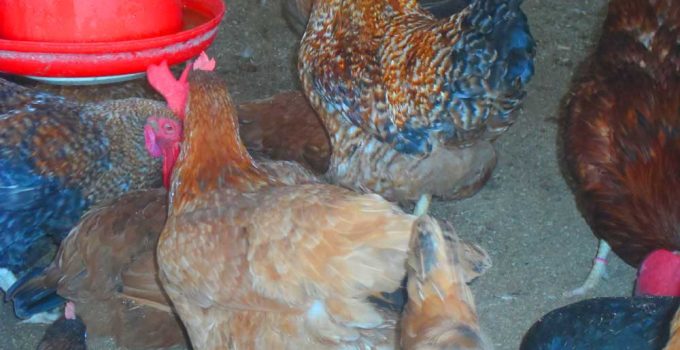 Noiler feed management