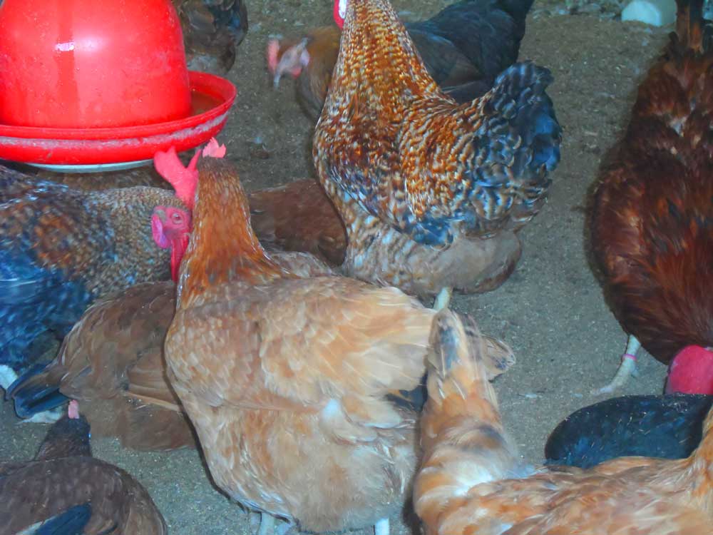 Noiler feed management