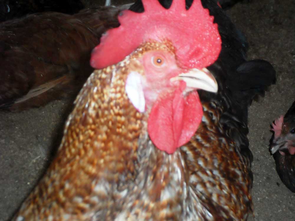 Noiler feed management; care of noilers