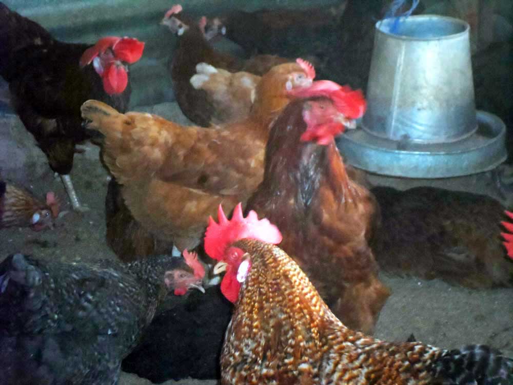 Noiler feed management