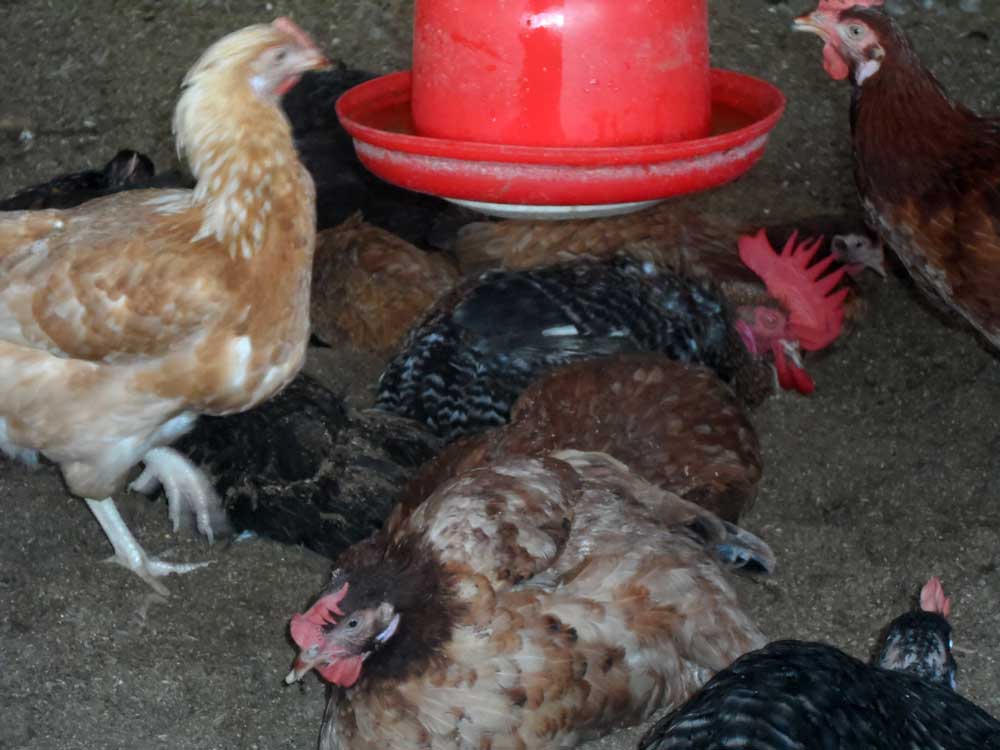 noiler chicken myths: noilers drinking water