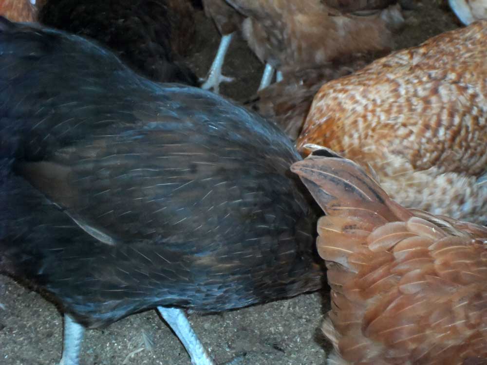 noiler chicken myths: