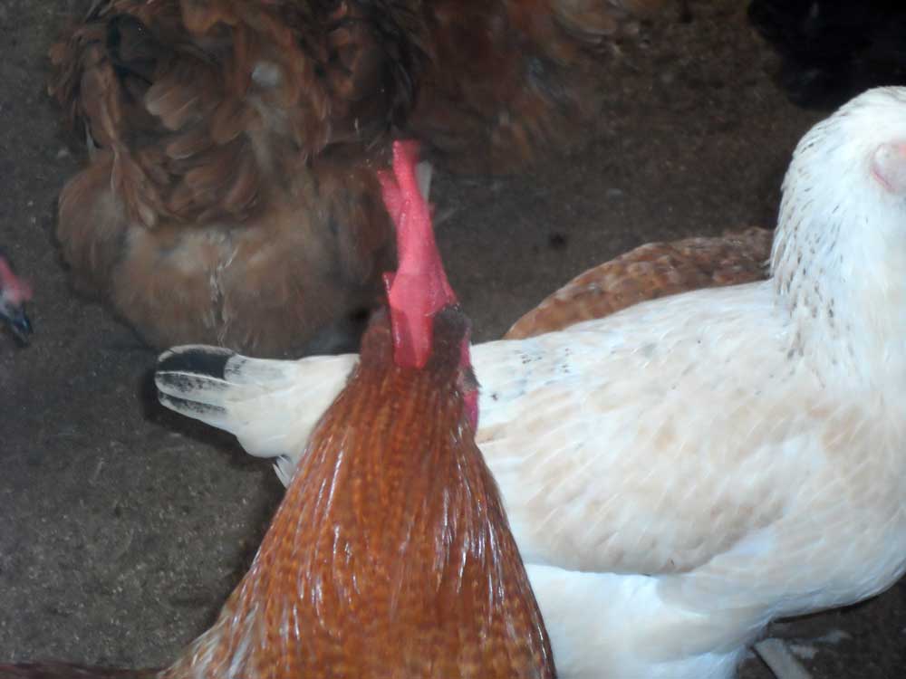 noiler chicken myths: on deep litter