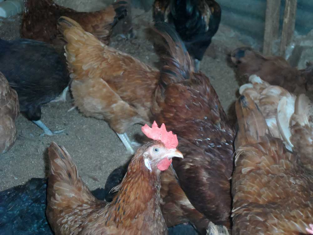 noiler chicken myths:
