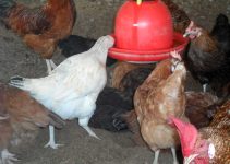 10 BIG Noiler Chicken Myths: Lies People Tell That Are NOT TRUE! The Truth Every Poultry Farmer Needs to Know