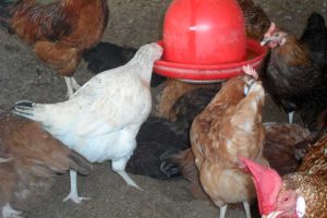 10 BIG Noiler Chicken Myths: Lies People Tell That Are NOT TRUE! The Truth Every Poultry Farmer Needs to Know