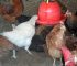 10 BIG Noiler Chicken Myths: Lies People Tell That Are NOT TRUE! The Truth Every Poultry Farmer Needs to Know