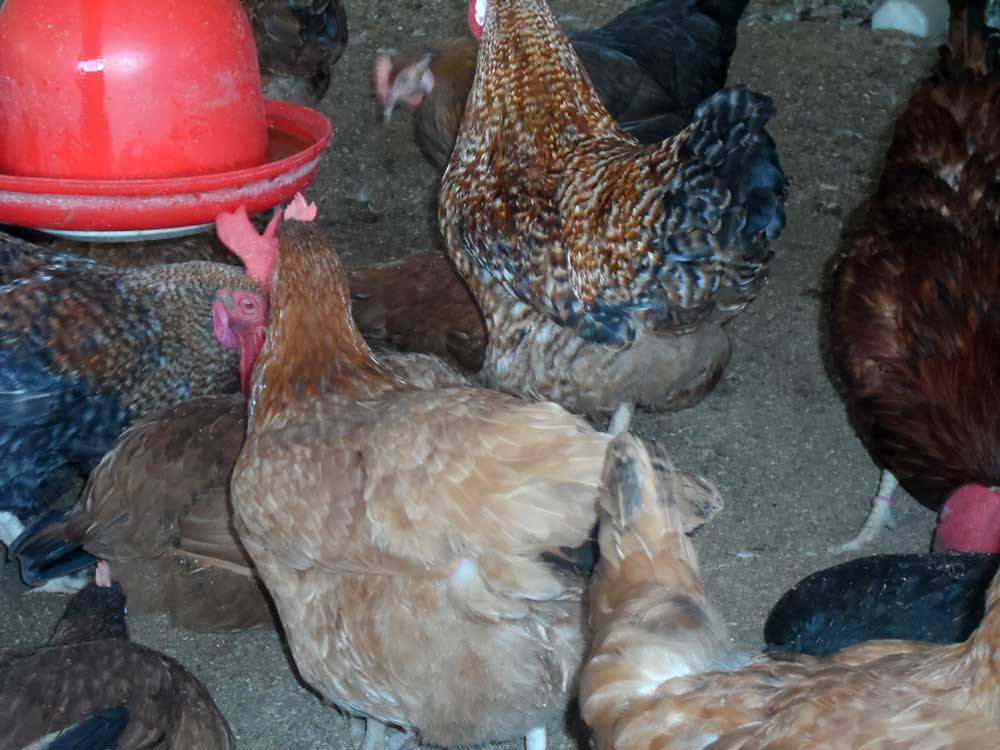 noiler chicken myths: drinking water