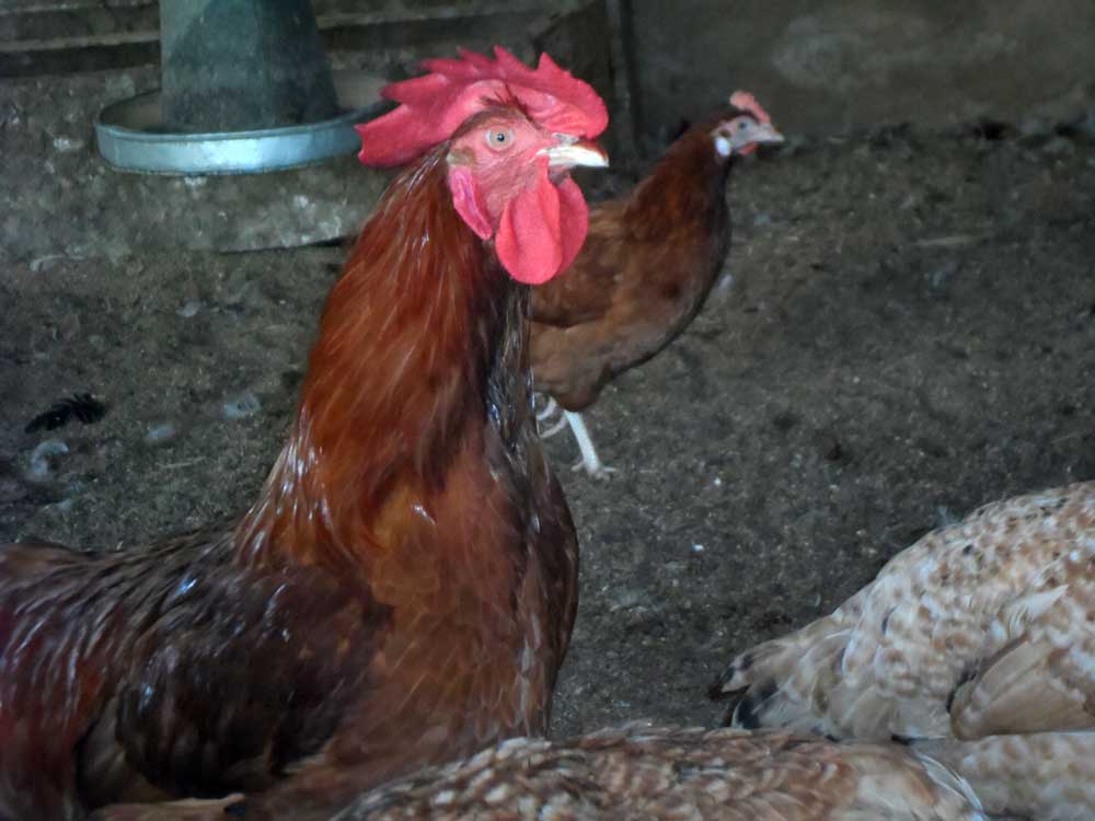 noiler chicken myths: drinking water