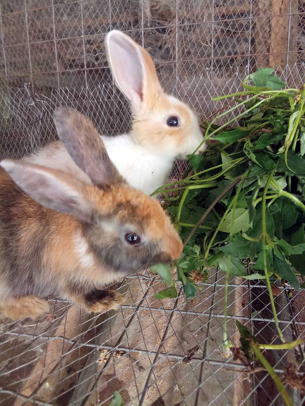 Feed Your Rabbits Right: 3 Basic Feeds for Better Growth, Breeding and Profit good feed management
