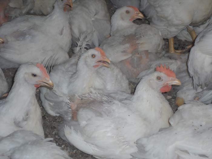 heat stress:broiler growth problems